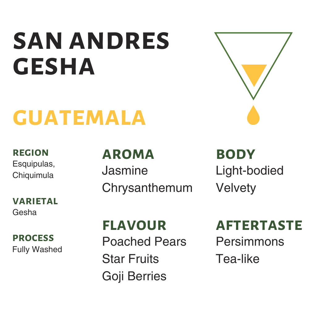 Guatemala San Andres Gesha Filter Coffee Flavor Notes